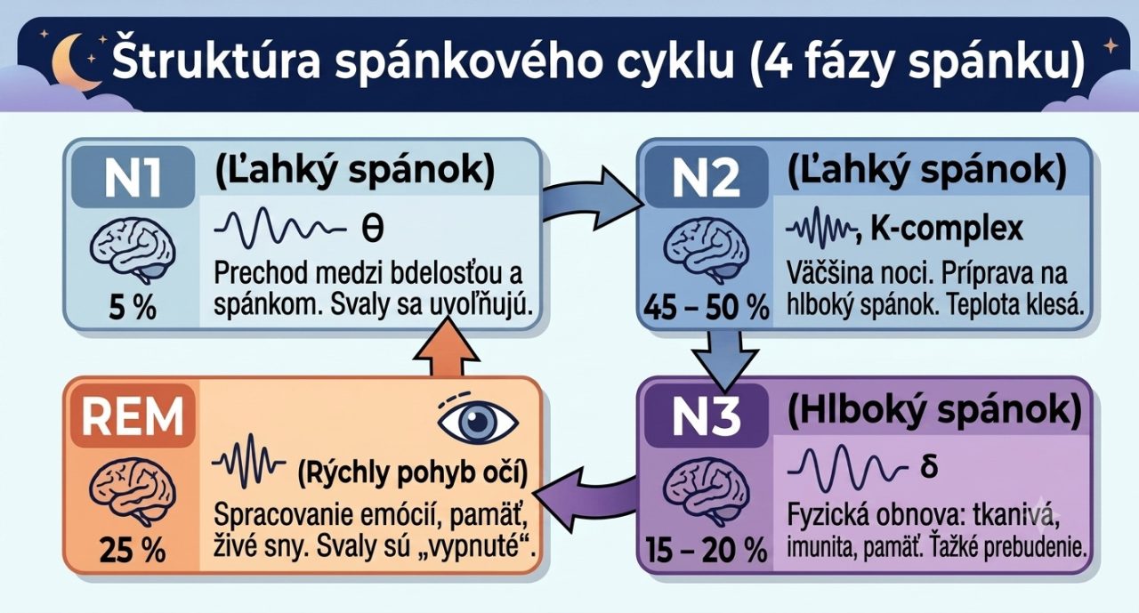Infografika znázorňujúca štruktúru spánkového cyklu s fázami N1, N2, N3 a REM.